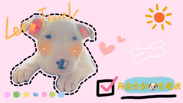 宠物卖萌中心
